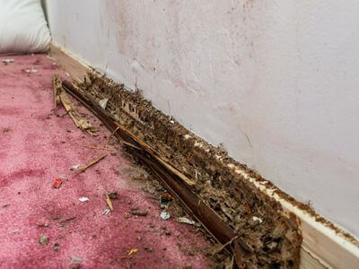 About Water Damage Restoration Deephaven - water damage restoration experts in Deephaven